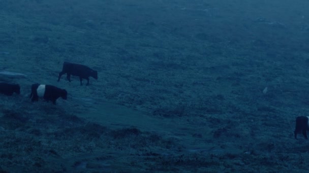 Αγελάδες Διασχίζουν Λόφο Καταιγίδα Βροχής Βράδυ — Αρχείο Βίντεο