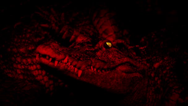 鳄鱼红色 有光泽的眼罩 — 图库视频影像