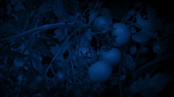 Tomatenplant Nachts Maanlicht — Stockvideo