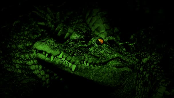 鳄鱼绿 火眼灼热 — 图库视频影像