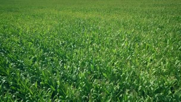 Летом Над Кукурузным Полем — стоковое видео