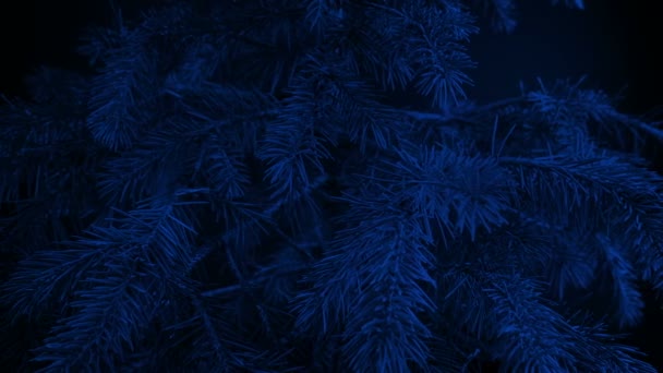 어두운 소나무 크리스마스 트리를 지나감 — 비디오