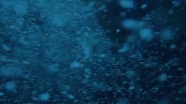 Geçerli Yakın Çekime Karşı Somon Yüzme