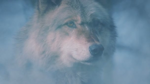 Λύκος Κοιτάζει Γύρω Του Μέσα Στον Καπνό Από Φωτιά — Αρχείο Βίντεο