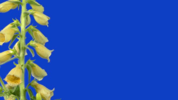 Φυτό Foxglove Απομονωμένο Στο Bluescreen — Αρχείο Βίντεο