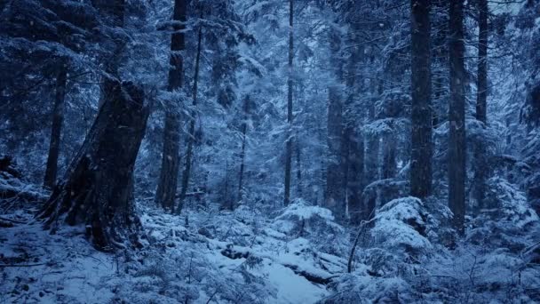 Yoğun Kar Yağışı Orman Yamaç — Stok video