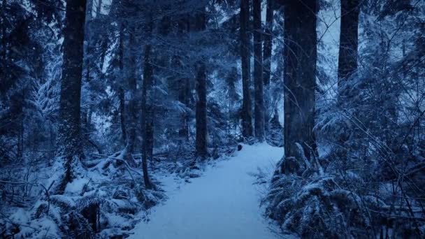 Ścieżka Przez Lasy Ciężkim Śniegu — Wideo stockowe