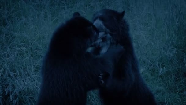 Ursos Lutando Noite — Vídeo de Stock