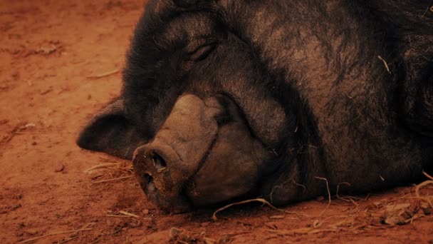 Щаслива Свиня Спить Фермі Проходженням Курки — стокове відео