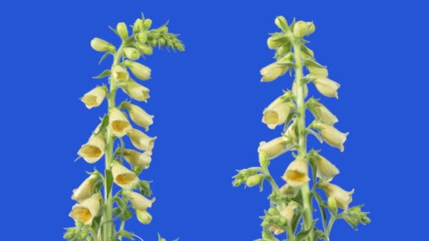 Foxgloves Breeze Wild Plant Bluescreen — Stock Video