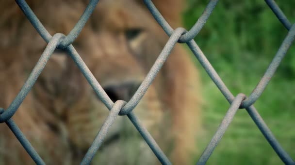 Lion Retourne Regarde Travers Clôture — Video