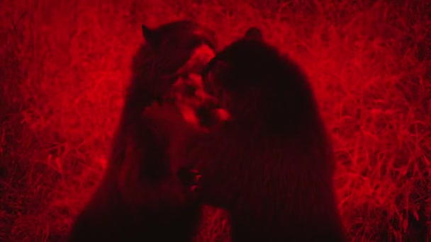 Niedźwiedzie Walczące Zapasy Red Abstract — Wideo stockowe
