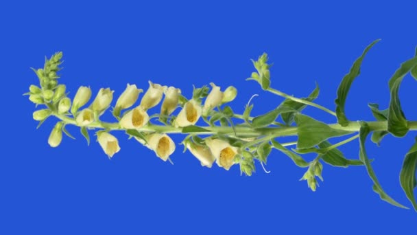 Foxglove Flower Breeze Bluescreen Voor Het Componeren — Stockvideo
