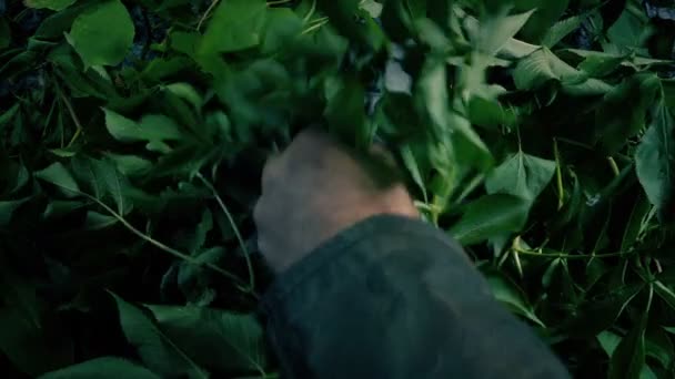 探索者在丛林中发现的睡眼 — 图库视频影像