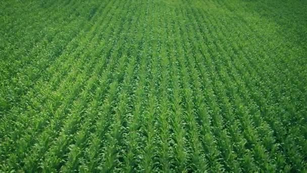 Wysoko Nad Polem Kukurydzy Krajobraz Rolniczy — Wideo stockowe