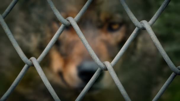 Wolf Atrás Cerca Arame Foco Curto — Vídeo de Stock