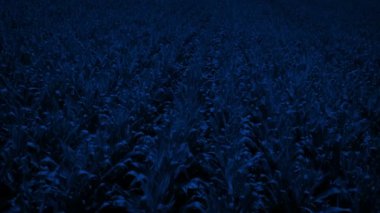 Gece Mısır Tarlası 'nda Yavaşça İlerlemek