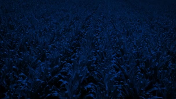 Moving Slowly Forward Corn Field Night — Stock Video