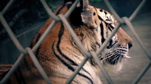 Tiger Growls Wire Enclosure — Vídeo de stock