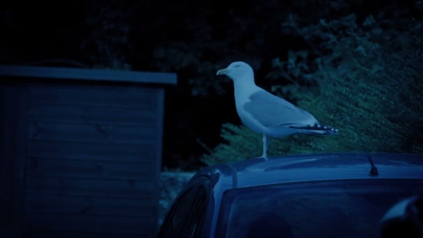 Gull Calls Out Car Roof Dusk — Vídeos de Stock