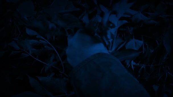 Sihirli Gözlü Dol Gece Ormanında Keşfedilir — Stok video
