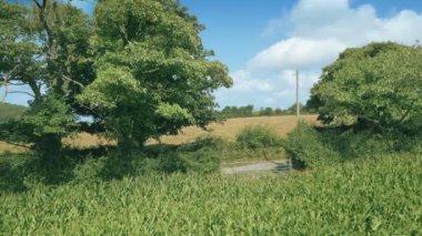 Farm Scene Of Corn Field And Gate On Sunny Day