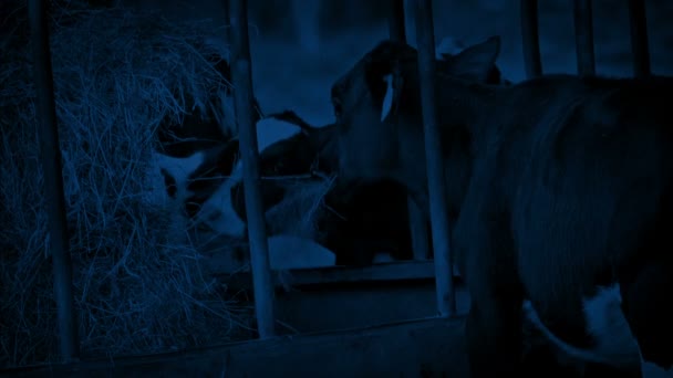 Kühe Fressen Nachts Heu Vom Futterhäuschen — Stockvideo