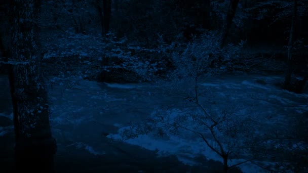 River Seen Trees Woodland Night — Vídeo de Stock