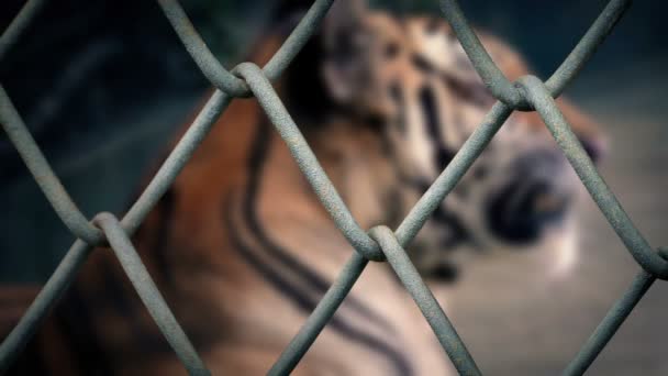 Tiger Enclosure Looks Focus Shift — Stock Video