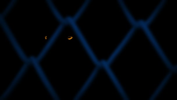 Светящиеся Глаза Животных Забором Ночью — стоковое видео