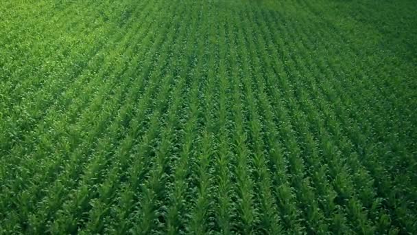 Slunce Vychází Přes Kukuřičné Pole Zemědělská Krajina — Stock video