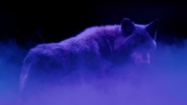 Wolf In Neon Mist Abstract Dream Vision