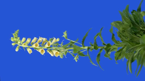 Foxglove Ανθοφόρο Φυτό Bluescreen Cutout — Αρχείο Βίντεο