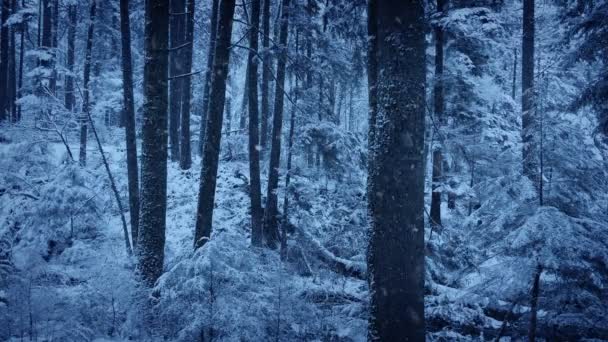Зимний Лес Засыпан Снегом — стоковое видео