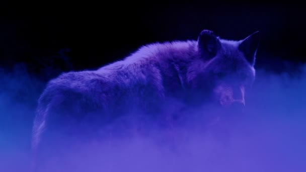 Wolf Neon Mist Abstract Dream Vision — Vídeos de Stock