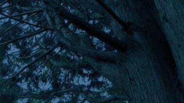 Moving Around Large Tree In The Evening