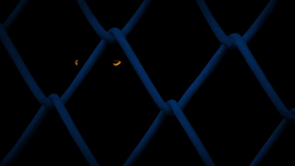 Animal Eyes Glowing Orange Wire Fence — Stockvideo