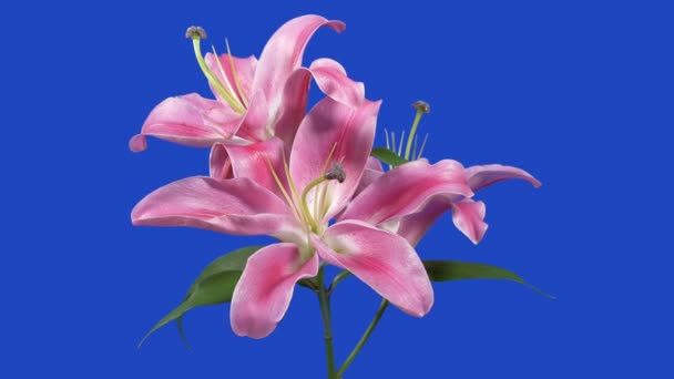 Lilly Pink Flowers Bluescreen Element — Stok video