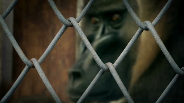 猴在圈内透过铁丝圈圈看动物残忍 — 图库视频影像