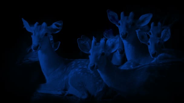Deer Look Alerted Something Night — Vídeos de Stock