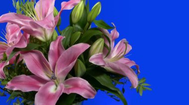 Passing Beautiful Flowers Arrangement Bluescreen