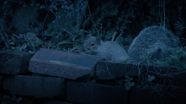 Σκίουρος Πηδά Πάνω Από Τον Τοίχο Του Κήπου Βράδυ — Αρχείο Βίντεο