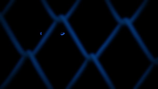 Animal Bright Eyes Fence Dark — Vídeo de stock