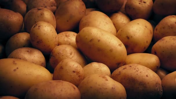 Potato Pile Moving Shot Food Agriculture Harvest — Video