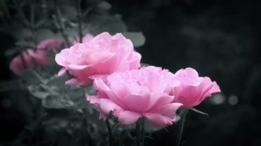 Pink Roses In Breeze Monochrome