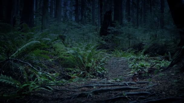 Path Dark Mysterious Woodland — 图库视频影像