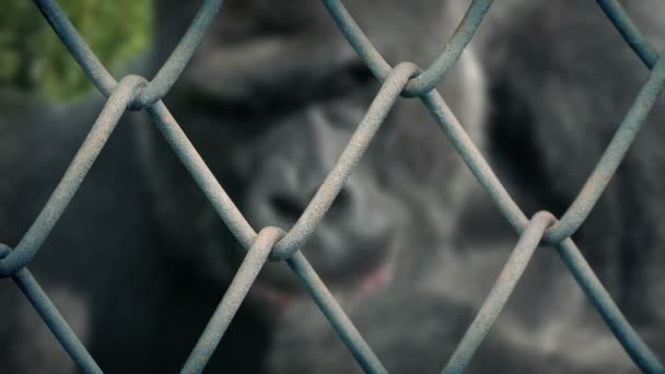 Wire Fence Gorilla Eating Short Focus — 图库视频影像