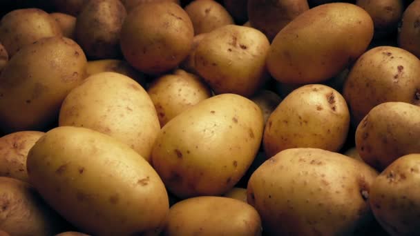 Golden Potatoes Harvest Moving Shot — Stok video