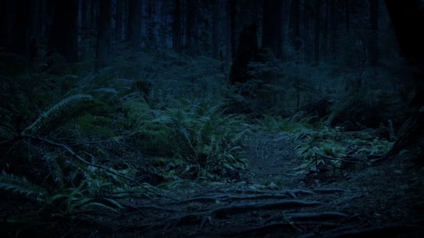 Темний Ліс Страшний Фантастичний Пейзаж — стокове відео