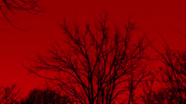 Кружляючи Голою Деревиною Страхітливому Червоному Небі — стокове відео